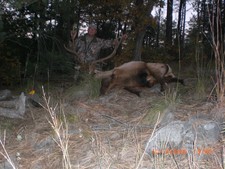 New Mexico Elk Hunt